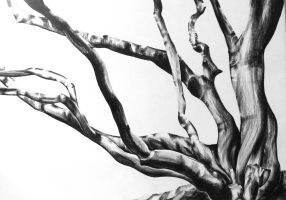 Acer - Left image Charcoal on Paper